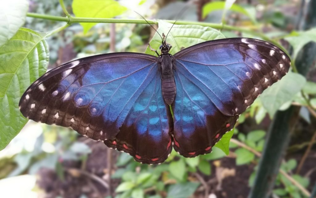 Stratford Butterfly Farm - included with The Explorer Pass by ...