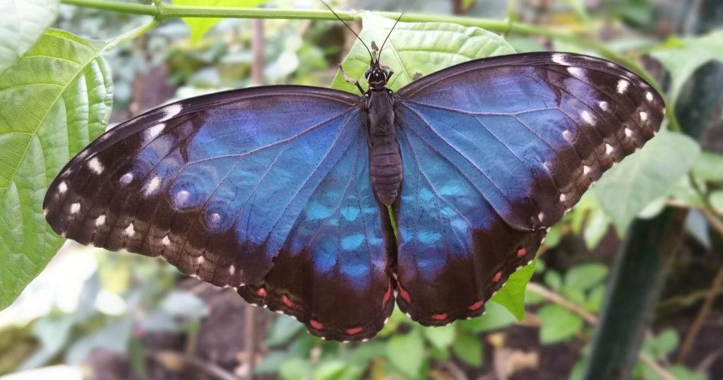 Stratford Butterfly Farm